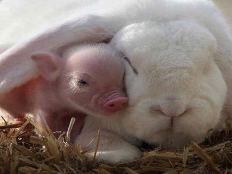 Piglet and Rabbit — White
