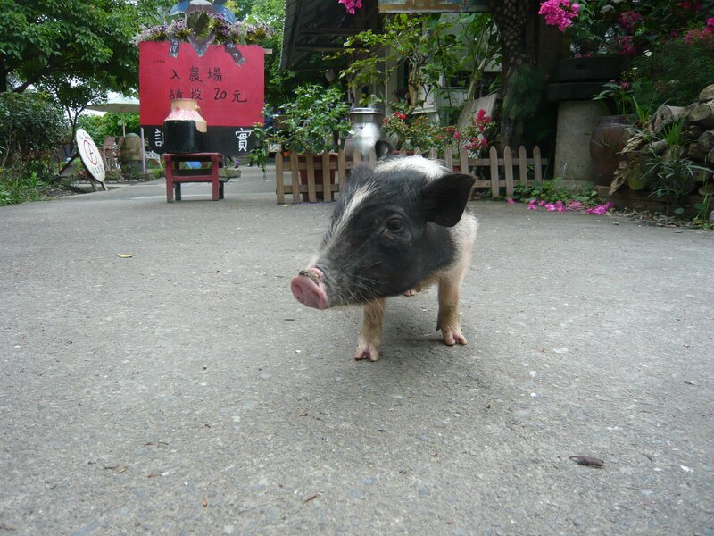 piglet at farm entrance