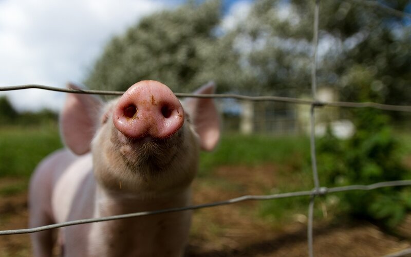 Piglet at Fence