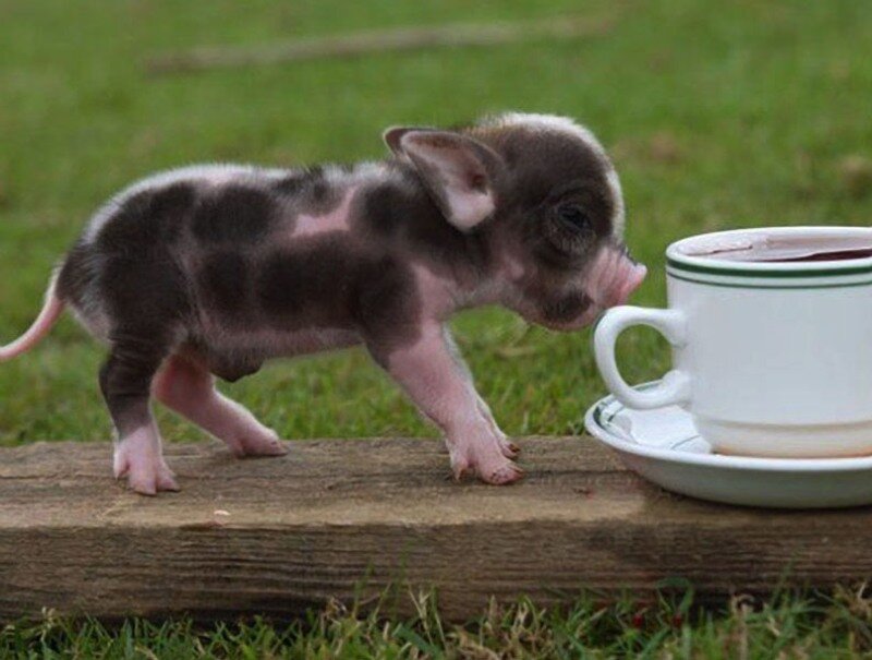 Piglet Drinking from Cup — Green