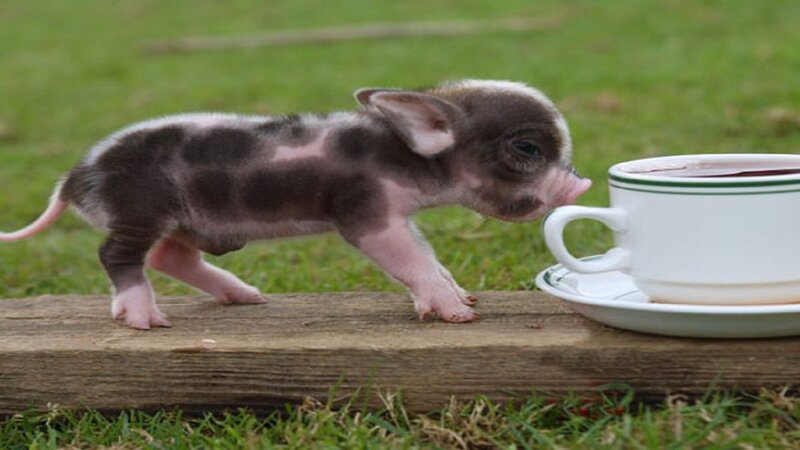 Piglet Drinking from Cup