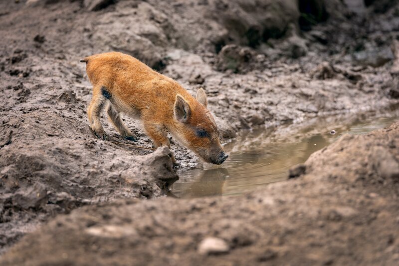 Piglet Drinking Water