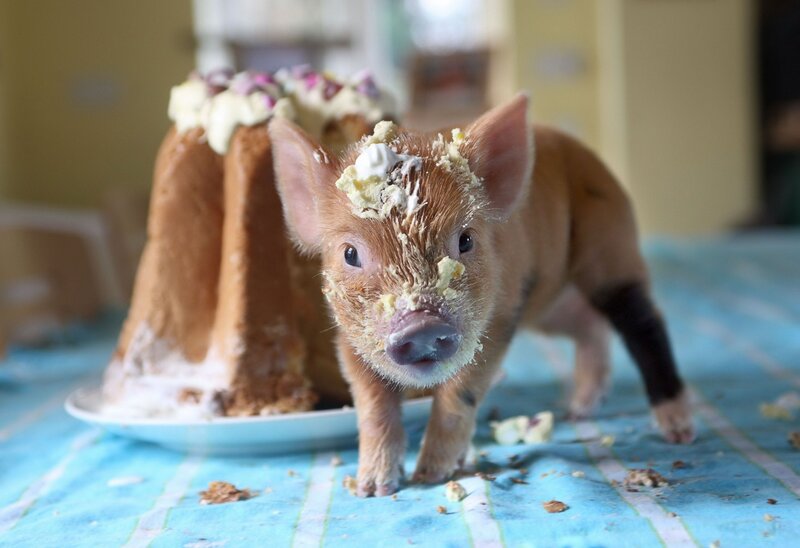 Piglet Eating Cake