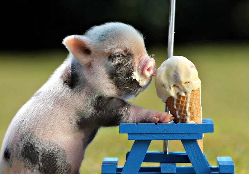 Piglet Eating Ice Cream