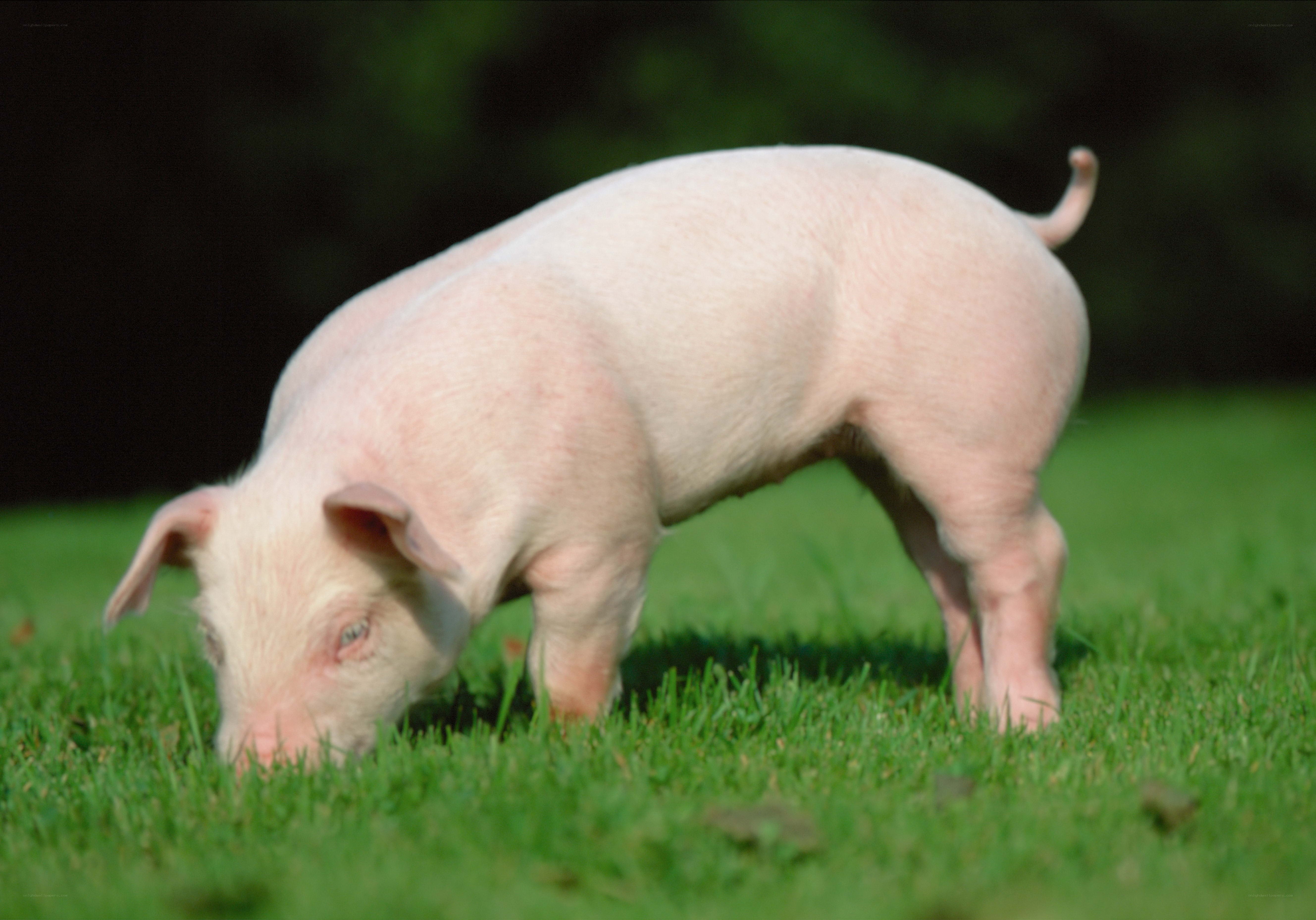 piglet grazing on grass