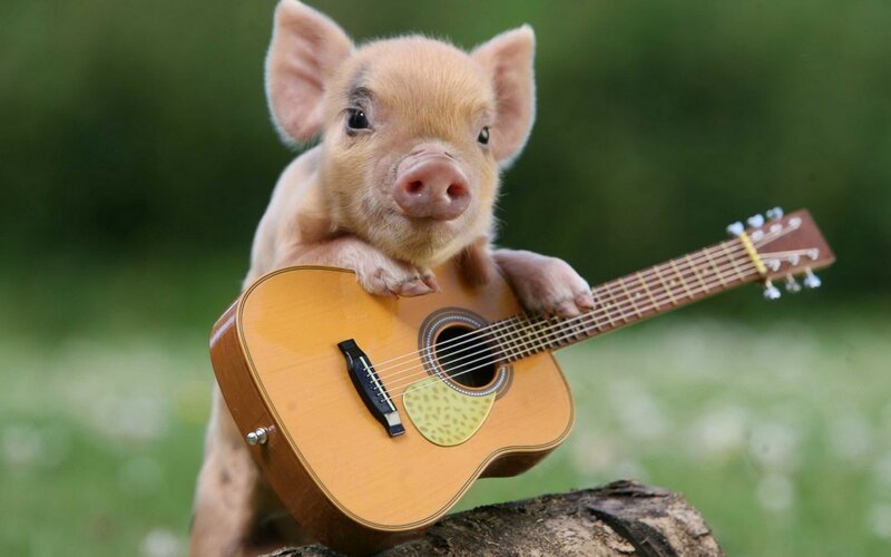 Piglet Holding Guitar
