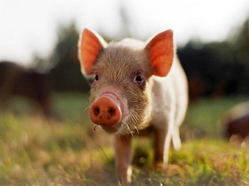 piglet in a grassy field