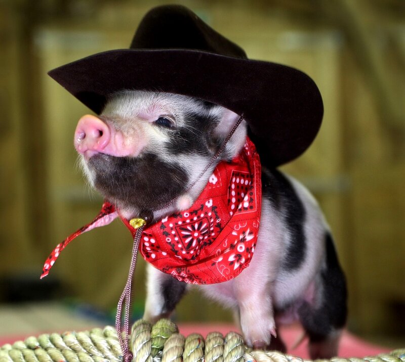 Piglet in Cowboy Hat — Red