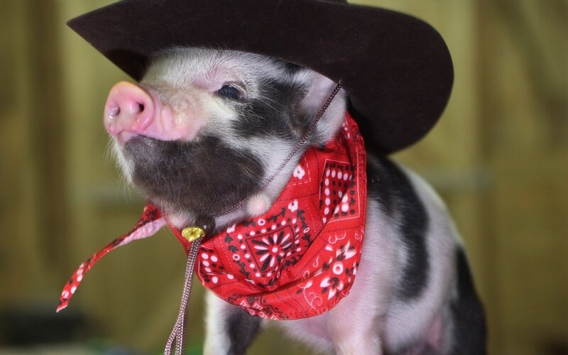 Piglet in Cowboy Hat