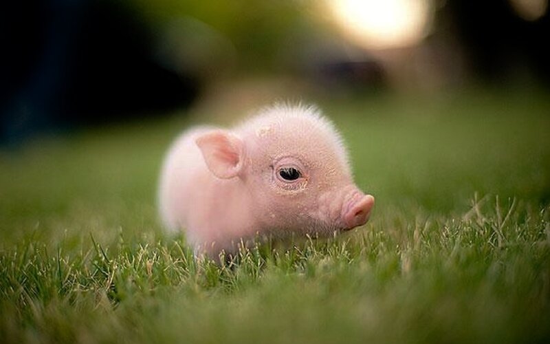 Piglet in Grass — Green, Calm, Afternoon