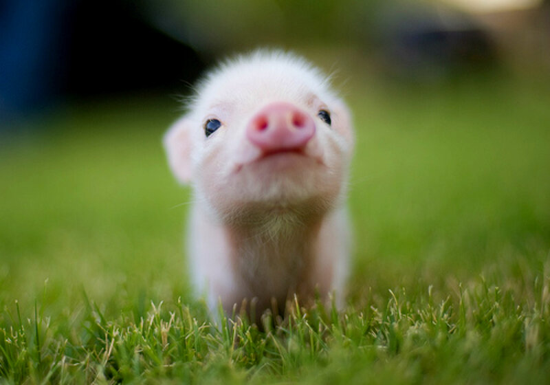 Piglet in Grass — Green, Calm