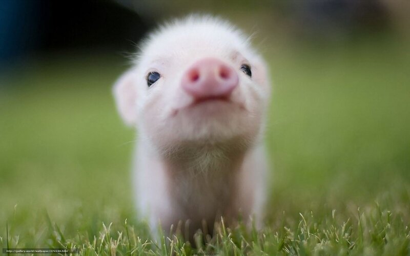 Piglet in Grass — Green, Innocent, Afternoon