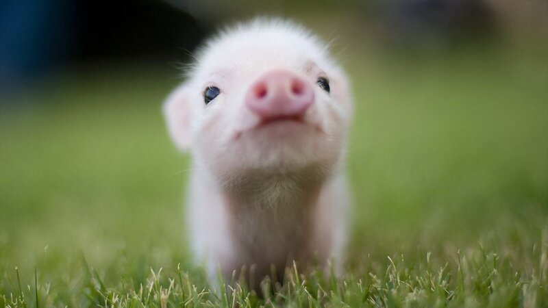 Piglet in Grass — Green, Innocent