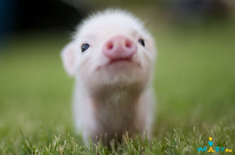 Piglet in Grass — Green