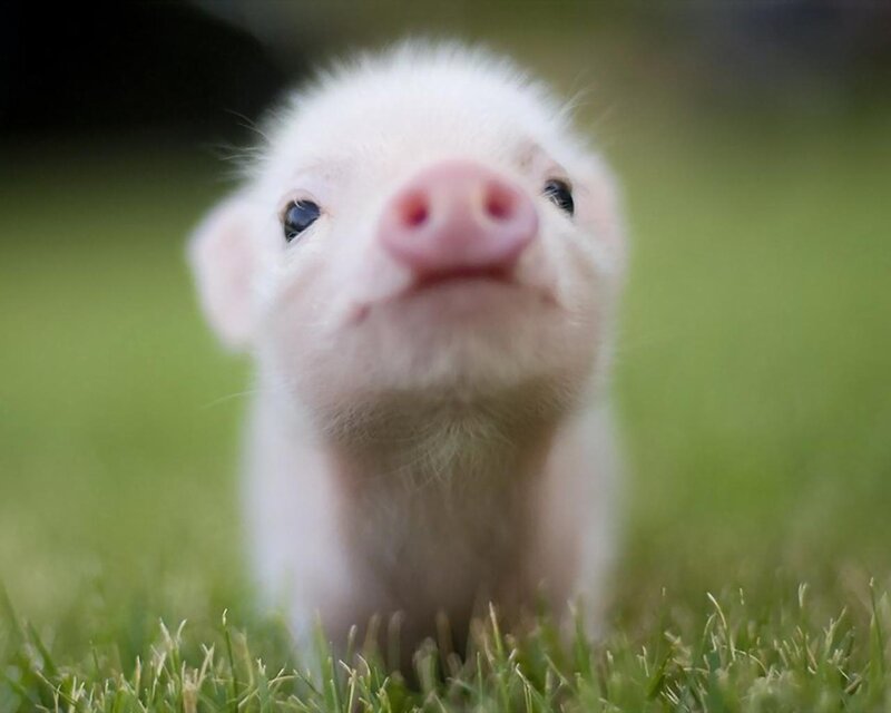 Piglet in Grass