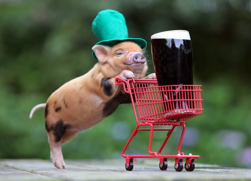 Piglet in Green Hat — Red