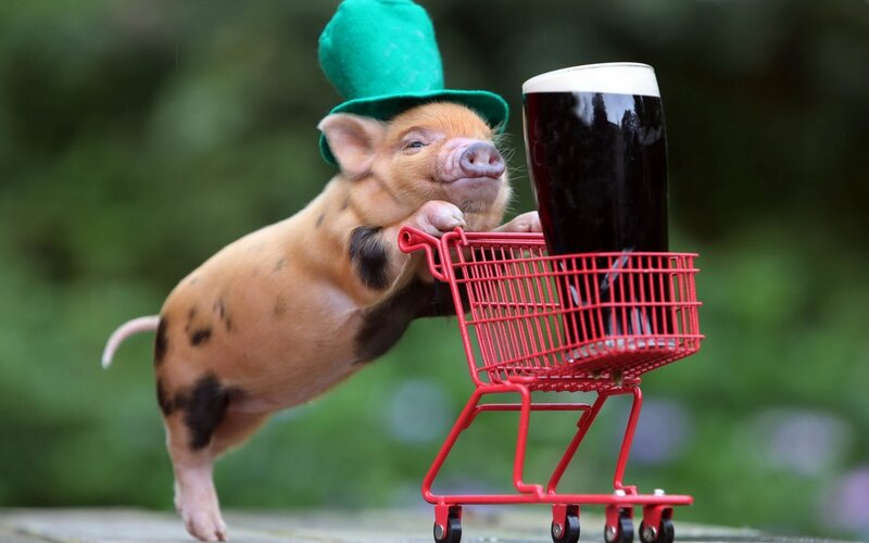 Piglet in Green Hat