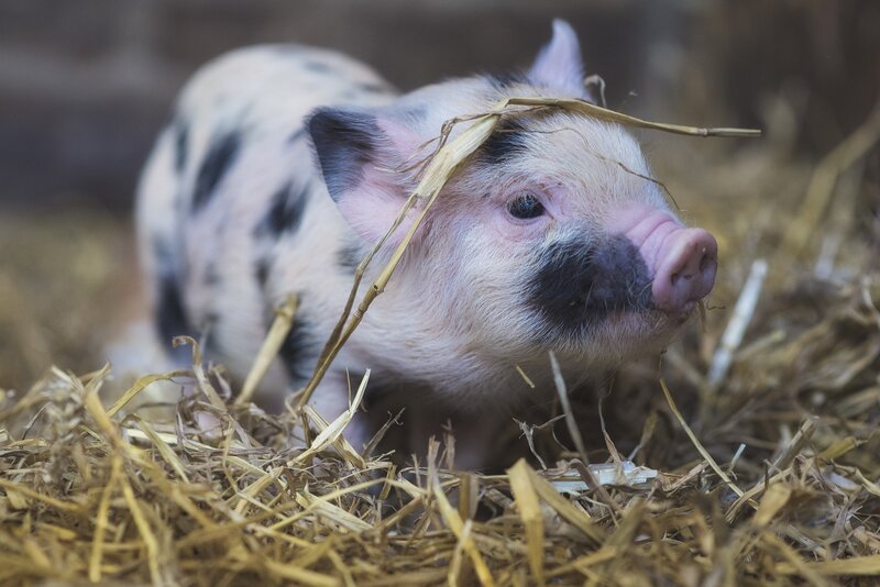 Piglet in Hay