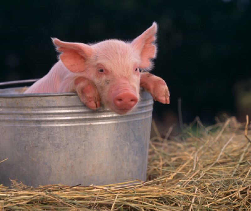 Piglet in Metal Bucket