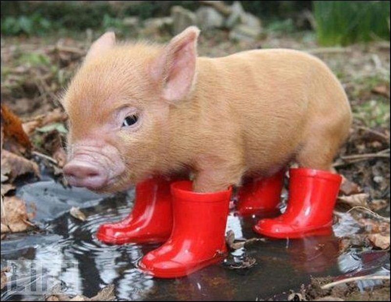 Piglet in Red Boots — Playful