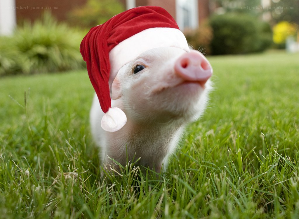 piglet in santa hat