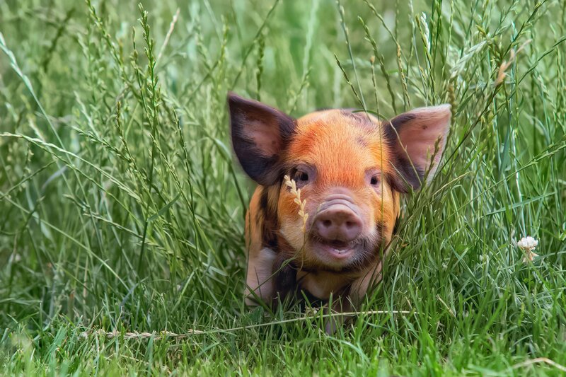 Piglet in Tall Grass