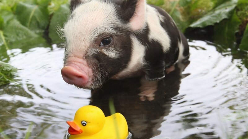 Piglet in Water