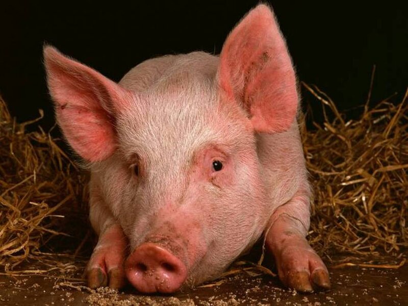 Piglet Lying on Hay