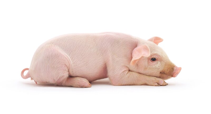 piglet lying on white surface