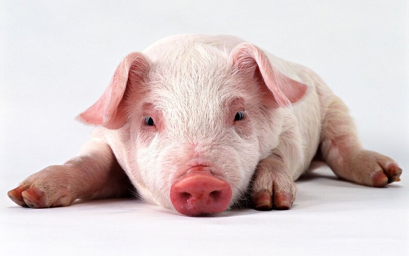 piglet lying on white surface