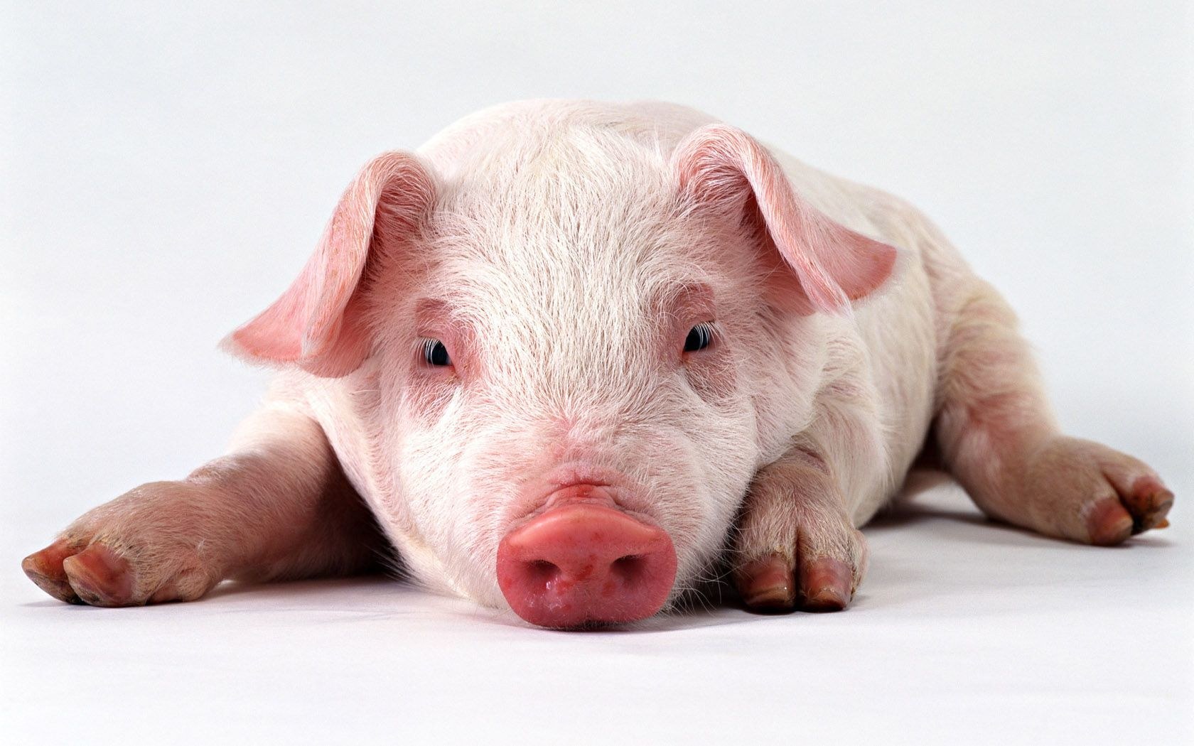 piglet lying on white surface