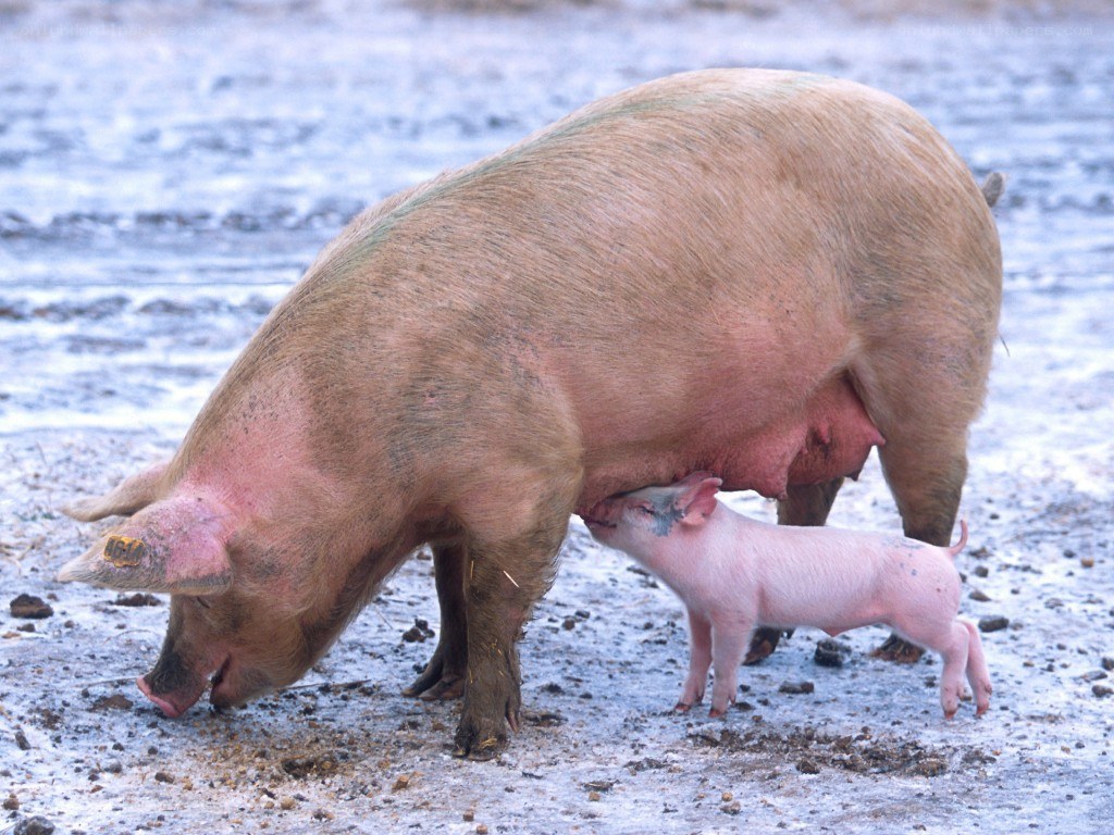 Piglet nursing from sow