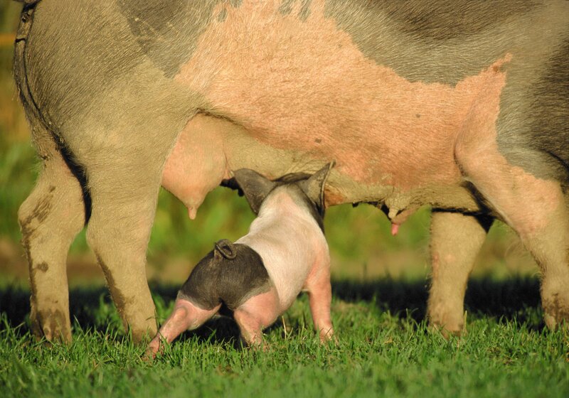 piglet nursing from sow