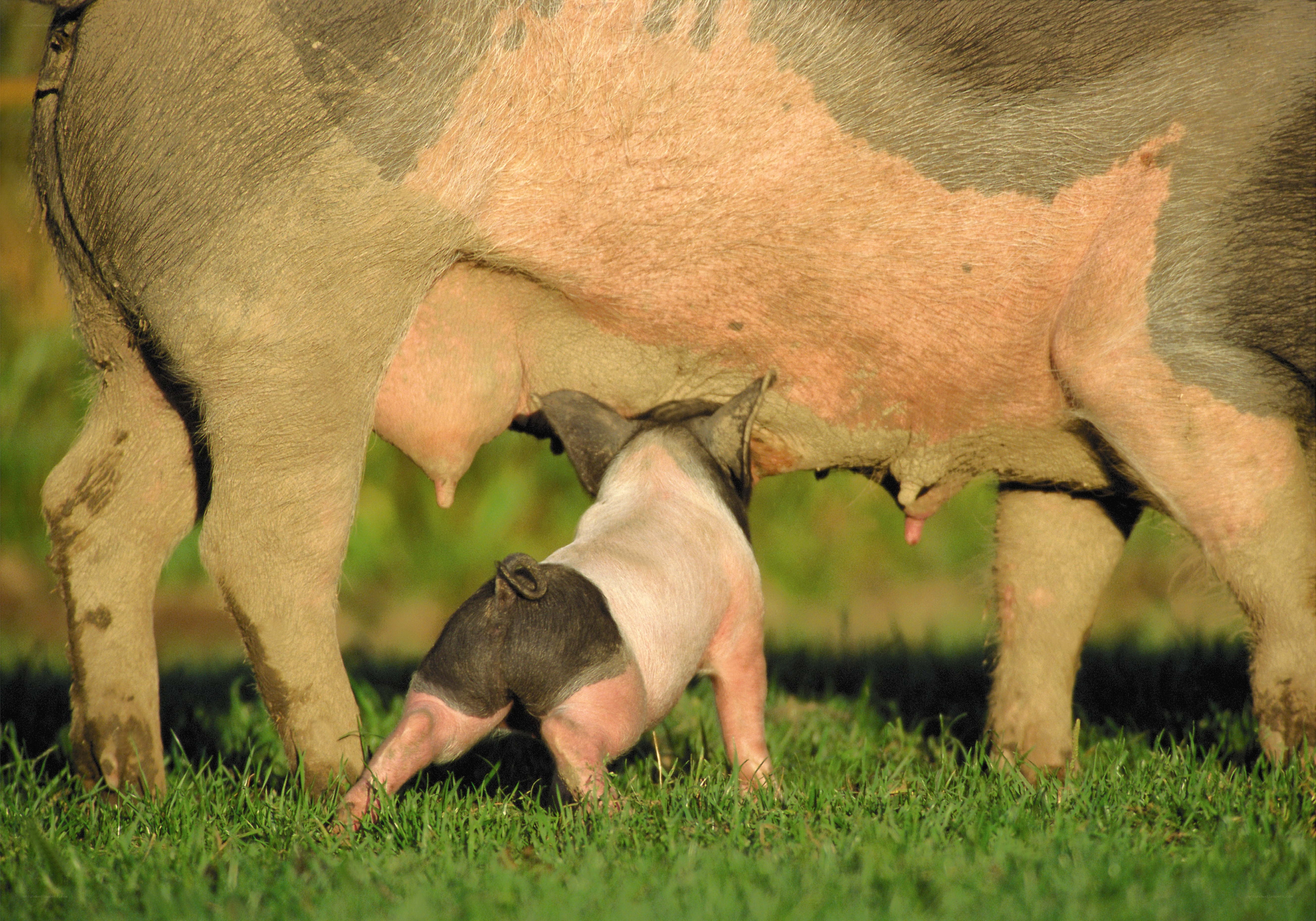piglet nursing from sow
