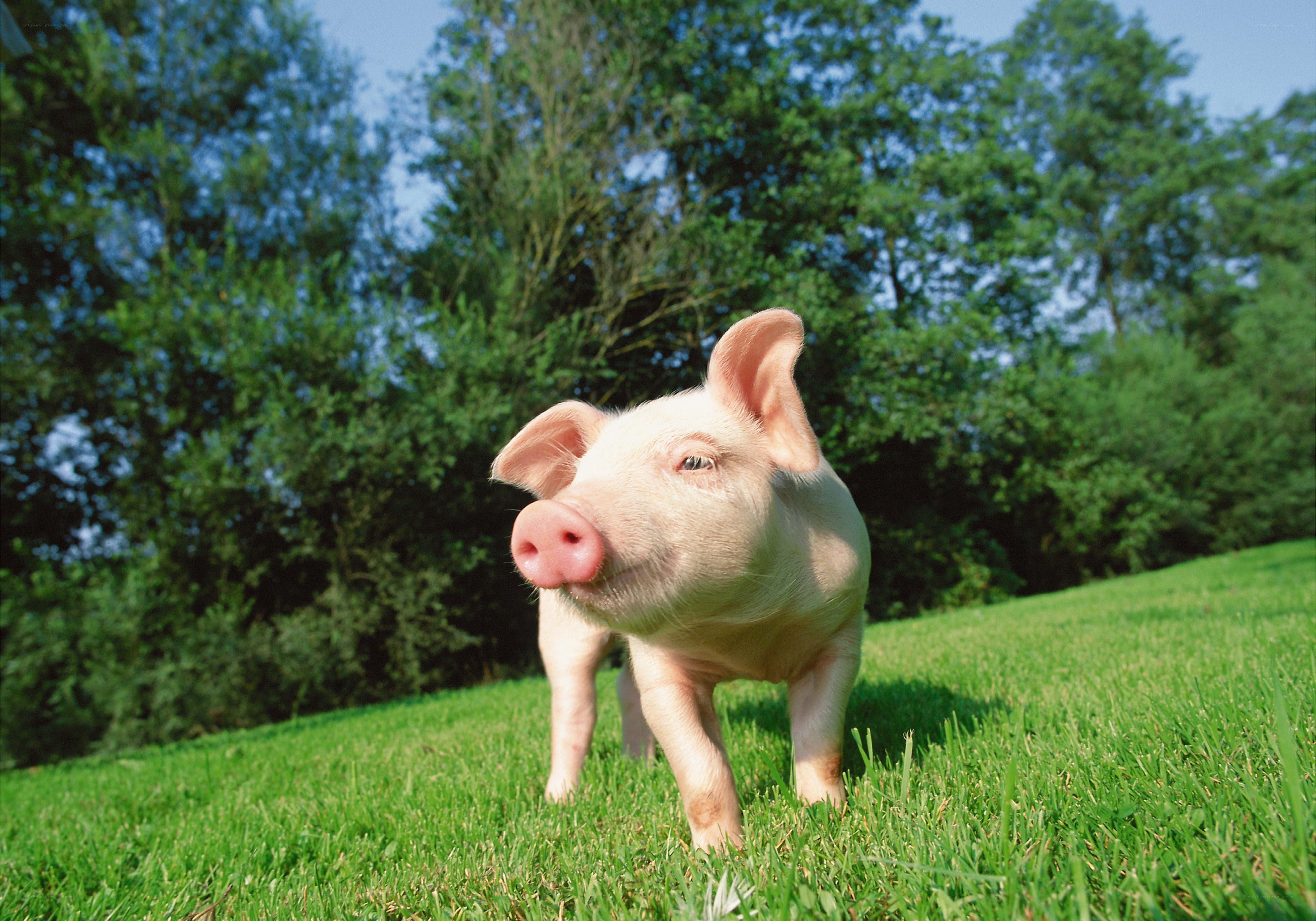 piglet on a grassy hill