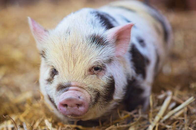 Piglet on Hay