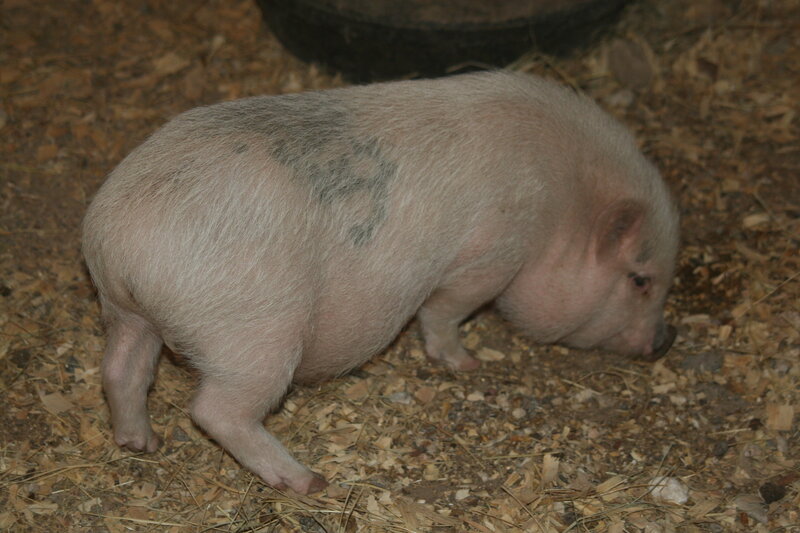 Piglet on Wood Chips