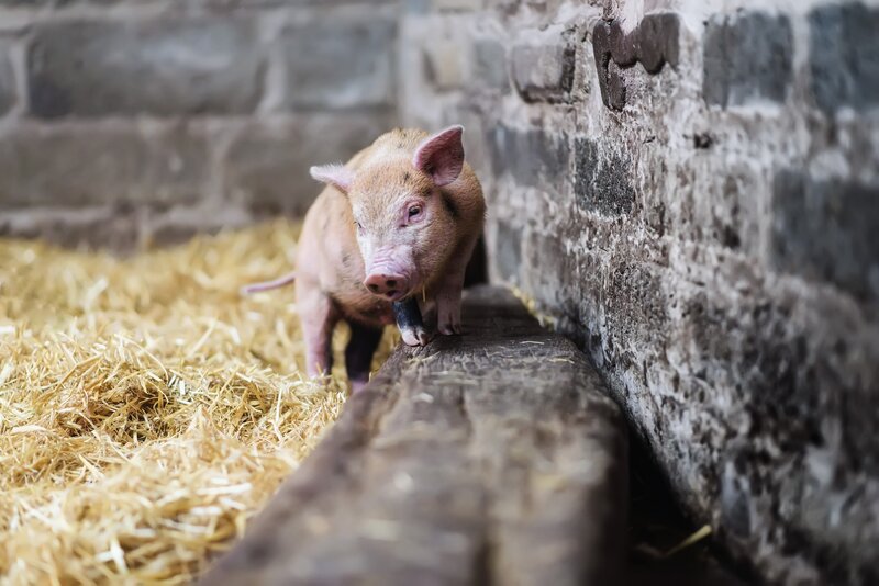 Piglet on Wooden Beam — Brown
