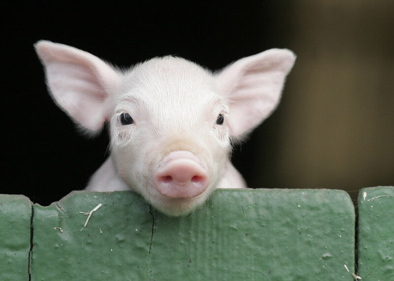 Piglet over Fence
