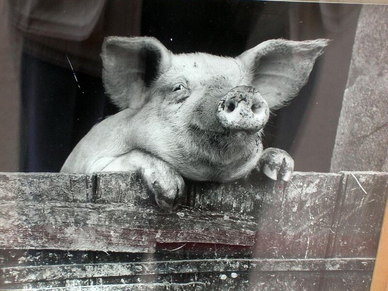 Piglet Peeking over Fence