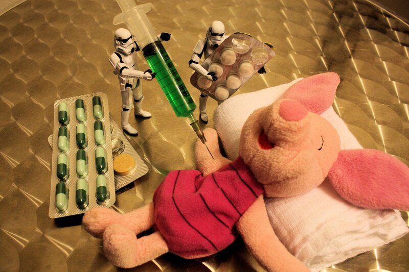 Piglet receiving medical treatment