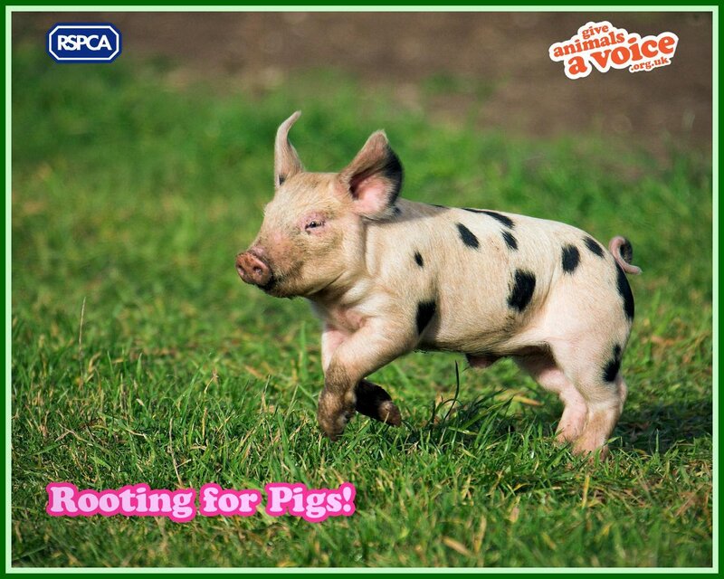 Piglet Running in Grass