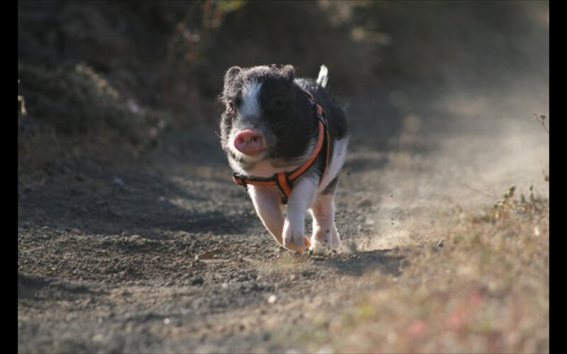 piglet running on dirt path
