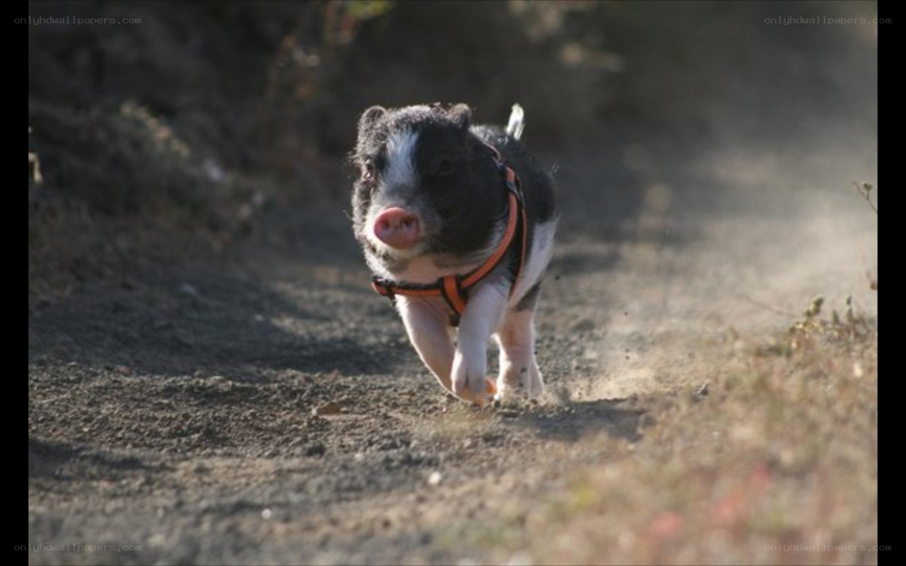 piglet running on dirt path