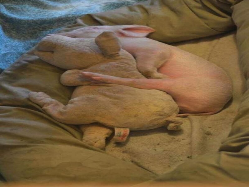 Piglet Sleeping on Toy
