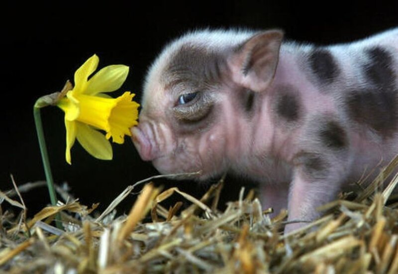 Piglet Smelling Flower