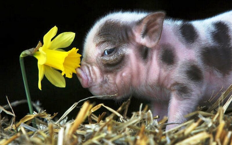 Piglet Smelling Flower — Yellow