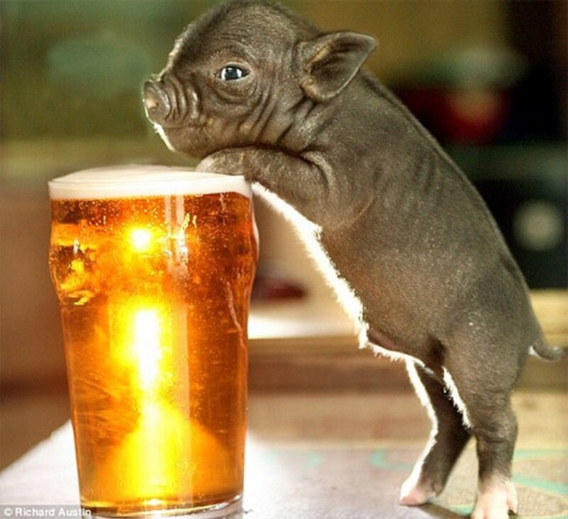 Piglet with Beer Glass