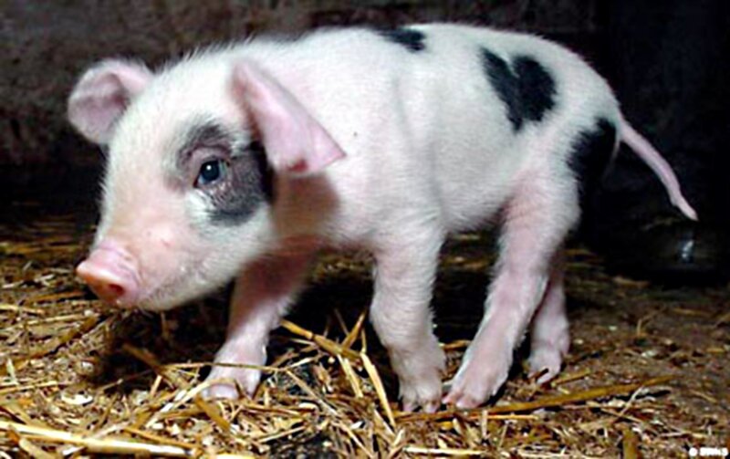 Piglet with Black Spots