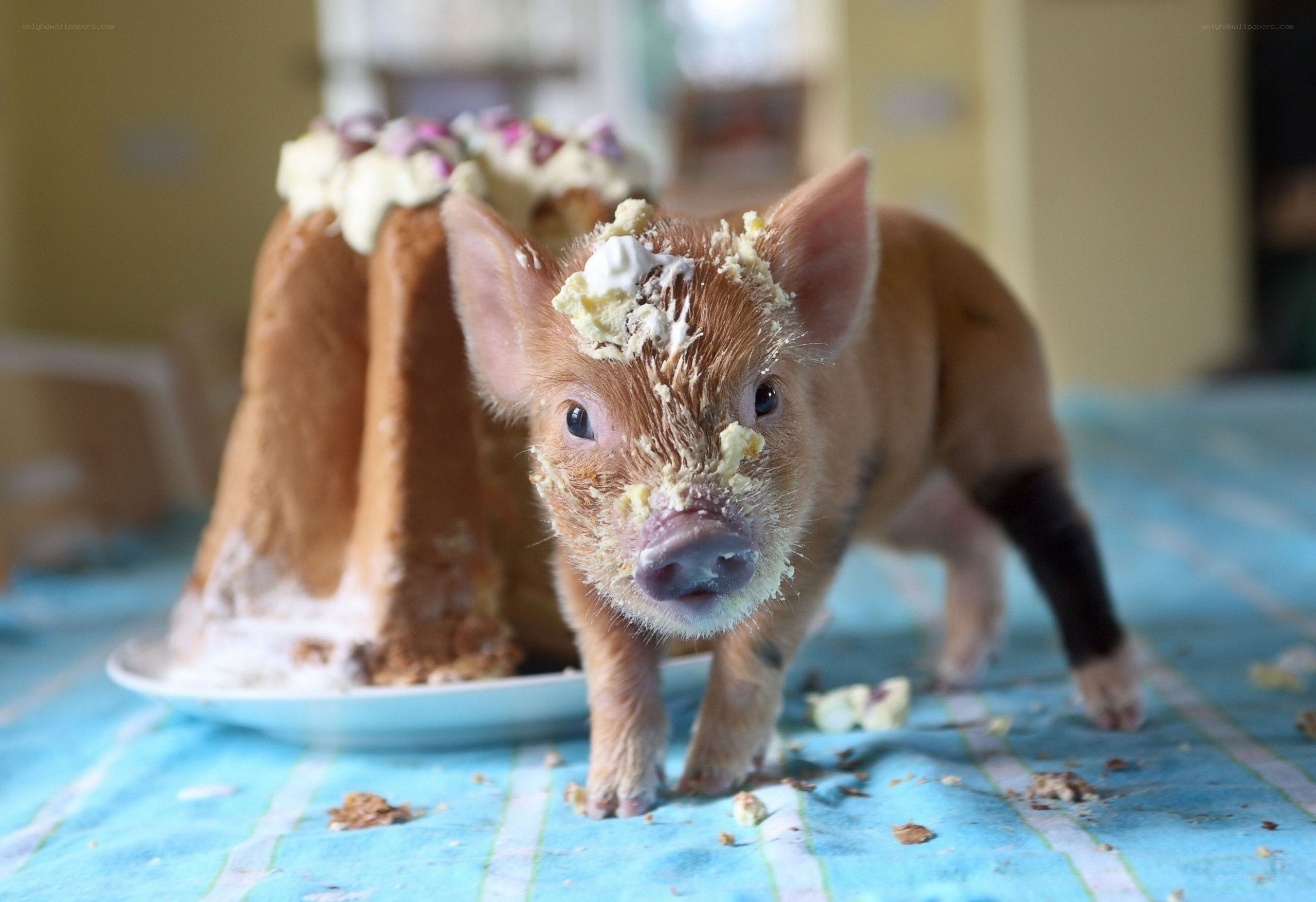 piglet with cake on face